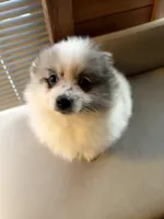 Stormcloud, a male Pomeranian for sale in Polk, OH – Photo 3 of 10