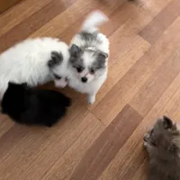 Stormcloud, a male Pomeranian for sale in Polk, OH – Photo 2 of 10