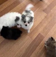 Stormcloud, a male Pomeranian for sale in Polk, OH – Photo 2 of 10