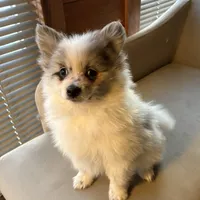 Stormcloud, a male Pomeranian for sale in Polk, OH – Photo 9 of 10