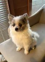 Stormcloud, a male Pomeranian for sale in Polk, OH – Photo 9 of 10