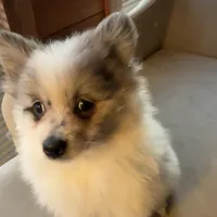 Stormcloud, a male Pomeranian for sale in Polk, OH – Photo 1 of 10