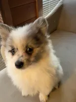 Stormcloud, a male Pomeranian for sale in Polk, OH – Photo 1 of 10