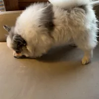 Stormcloud, a male Pomeranian for sale in Polk, OH – Photo 8 of 10