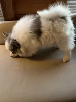 Stormcloud, a male Pomeranian for sale in Polk, OH – Photo 8 of 10