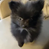 Tiny, a male Pomeranian for sale in Polk, OH – Photo 1 of 7