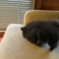 Tiny, a male Pomeranian for sale in Polk, OH – Photo 6 of 7