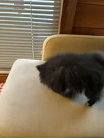 Tiny, a male Pomeranian for sale in Polk, OH – Photo 6 of 7