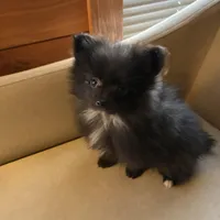 Tiny, a male Pomeranian for sale in Polk, OH – Photo 5 of 7