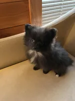 Tiny, a male Pomeranian for sale in Polk, OH – Photo 5 of 7