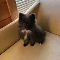 Tiny, a male Pomeranian for sale in Polk, OH – Photo 7 of 7