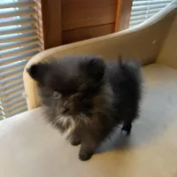 Tiny, a male Pomeranian for sale in Polk, OH – Photo 4 of 7