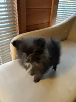 Tiny, a male Pomeranian for sale in Polk, OH – Photo 4 of 7