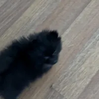 Tiny, a male Pomeranian for sale in Polk, OH – Photo 2 of 7