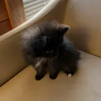 Tiny, a male Pomeranian for sale in Polk, OH – Photo 3 of 7