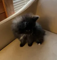 Tiny, a male Pomeranian for sale in Polk, OH – Photo 3 of 7