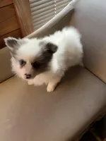 Fantom, a male Pomeranian for sale in Polk, OH – Photo 4 of 9