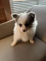 Fantom, a male Pomeranian for sale in Polk, OH – Photo 8 of 9