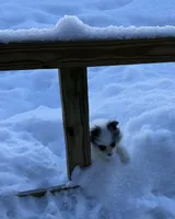 Fantom, a male Pomeranian for sale in Polk, OH – Photo 5 of 9