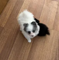 Fantom, a male Pomeranian for sale in Polk, OH – Photo 3 of 9