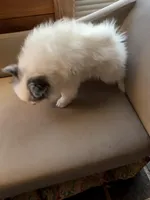 Fantom, a male Pomeranian for sale in Polk, OH – Photo 6 of 9