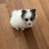 Fantom, a male Pomeranian for sale in Polk, OH – Photo 1 of 9