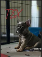 TEX, a male French Bulldog for sale in Sebring, FL – 2 of 7