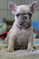 DC, a male French Bulldog for sale in Sebring, FL – 8 of 9