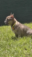 INDY, a male French Bulldog for sale in Sebring, FL – 4 of 9