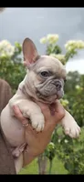 DC, a male French Bulldog for sale in Sebring, FL – 4 of 9