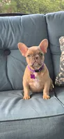 Virginia , a female French Bulldog for sale in Sebring, FL – 7 of 8