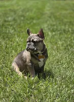INDY, a male French Bulldog for sale in Sebring, FL – 7 of 9