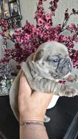 INDY, a male French Bulldog for sale in Sebring, FL – 7 of 8