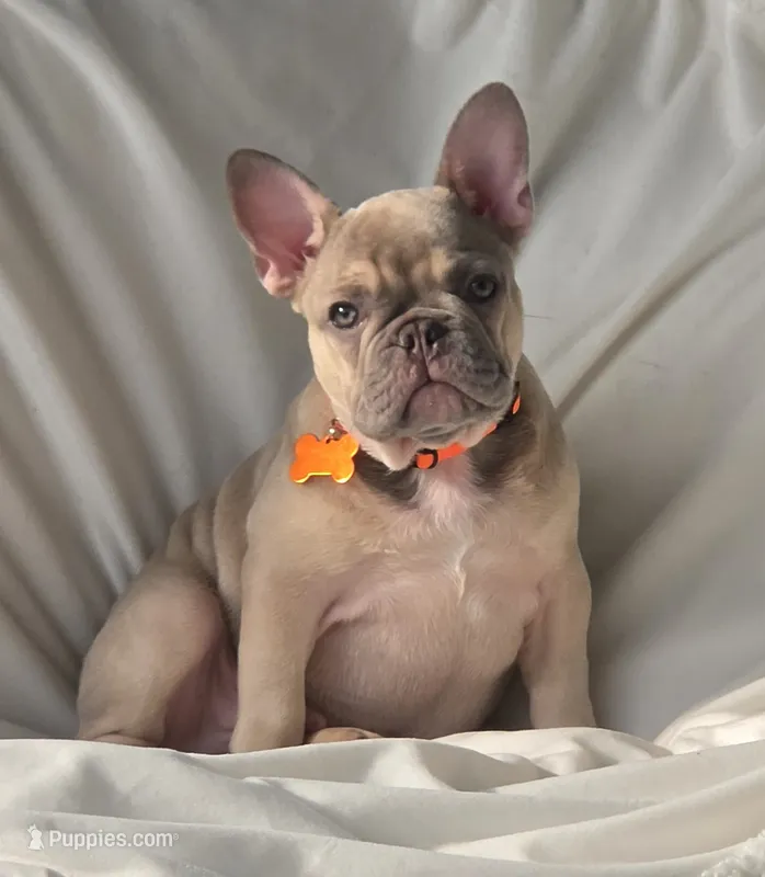 DC – French Bulldog puppy for sale in Sebring, FL