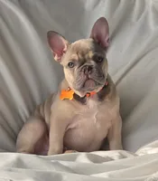 DC, a male French Bulldog for sale in Sebring, FL – 9 of 10