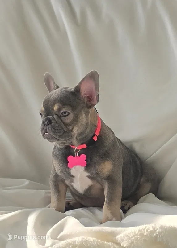 Georgia  – French Bulldog puppy for sale in Sebring, FL