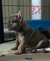 TEX, a male French Bulldog for sale in Sebring, FL – 3 of 7