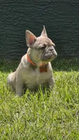 DC, a male French Bulldog for sale in Sebring, FL – 4 of 10