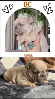DC, a male French Bulldog for sale in Sebring, FL – 6 of 9
