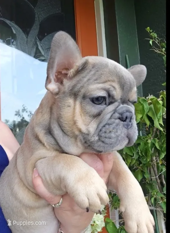 INDY, a male French Bulldog for sale in Sebring, FL – 1 of 8