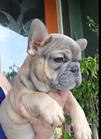 INDY, a male French Bulldog for sale in Sebring, FL – 1 of 8