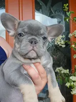 DAKOTA , a male French Bulldog for sale in Sebring, FL – 3 of 7
