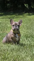 INDY, a male French Bulldog for sale in Sebring, FL – 3 of 9