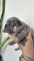 DAKOTA , a male French Bulldog for sale in Sebring, FL – 7 of 7