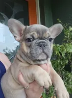 INDY, a male French Bulldog for sale in Sebring, FL – 2 of 8