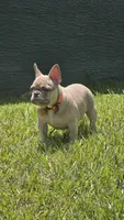 DC, a male French Bulldog for sale in Sebring, FL – 7 of 10