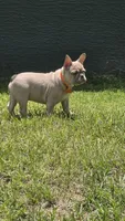DC, a male French Bulldog for sale in Sebring, FL – 5 of 10