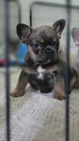 Rhodie , a male French Bulldog for sale in Sebring, FL – 7 of 8