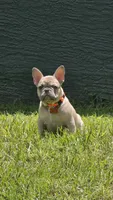 DC, a male French Bulldog for sale in Sebring, FL – 8 of 10