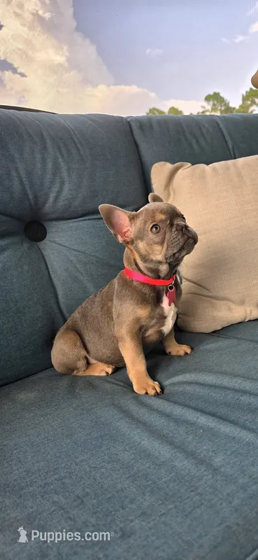 Georgia  – French Bulldog puppy for sale in Sebring, FL